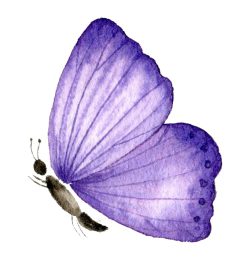 FLOWERING SOUL Schmetterling