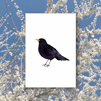 Amsel2
