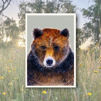 Bär_1