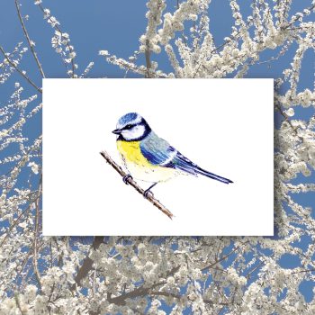 Blaumeise2