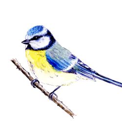 FLOWERING SOUL Blaumeise