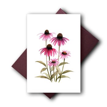 Echinacea