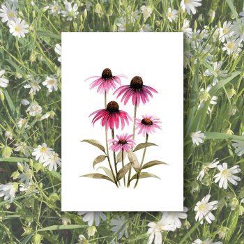 Echinacea2