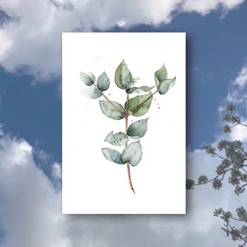 Eukalyptus2