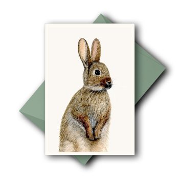 Hase