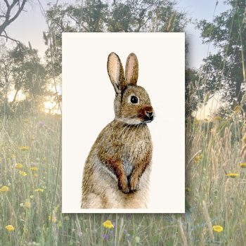 Hase2