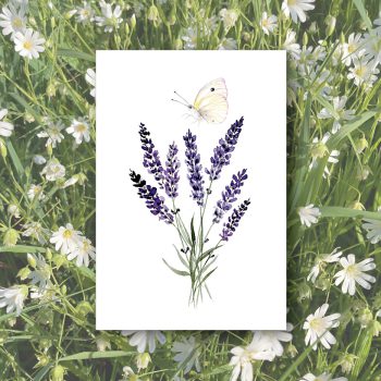 Lavendel2