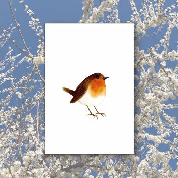 Rotkehlchen aufgeplustert2