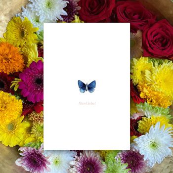 Schmetterling2