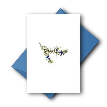 Wacholderzweig klein